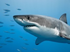 White shark diving (4)